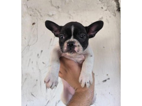Kaliteli ve özel renkli french bulldog yavrular