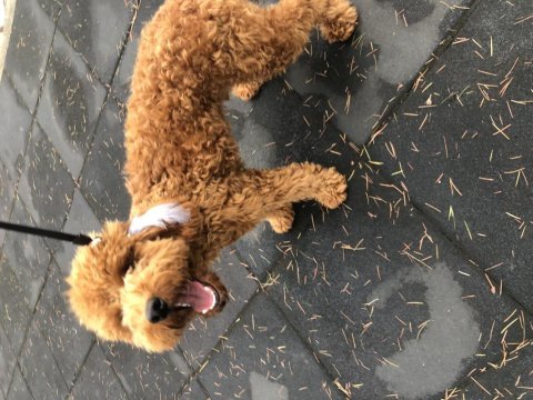 7 aylık poodle sahiplendirilecektir
