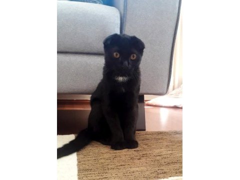 Ücretsiz - scottish fold ve bombay kırması bal gözlü