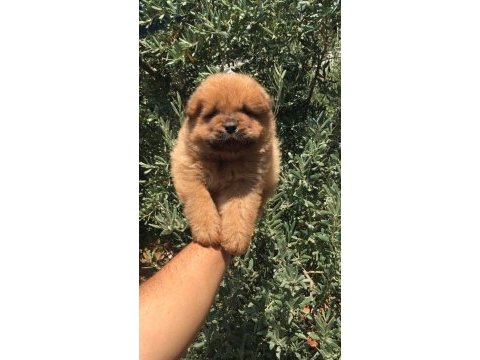 Chow chow yavrularımız
