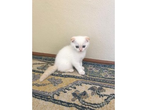 Sarışın yakışıklı bir scottish fold red point