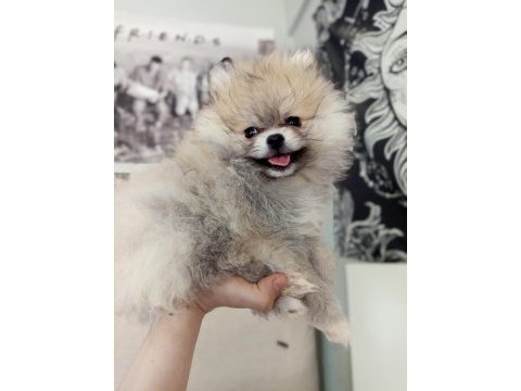 Orjinal pomeranian yavrular