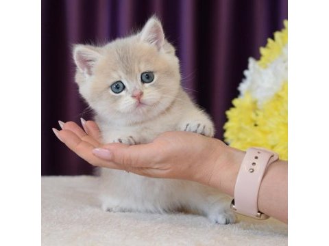 Son kalan özel golden yavru kedimiz