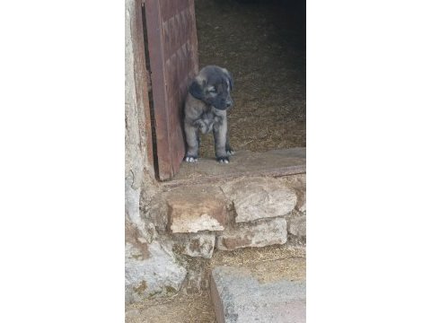 Kangal sivastan alınır kalite ayı boğanlar