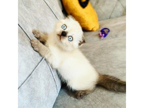 Ayu surat saf kan scottish fold oğlum