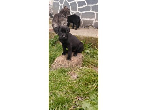 60 günlük teslime hazır labrador yavrular