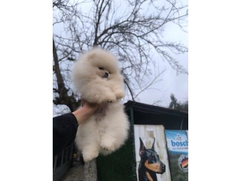 İstanbul beykoz pomeranian boo