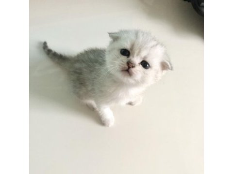Yavru scottish fold