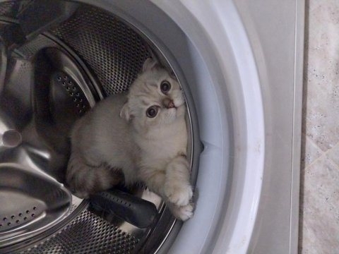 1 yaşında scottish fold erkek