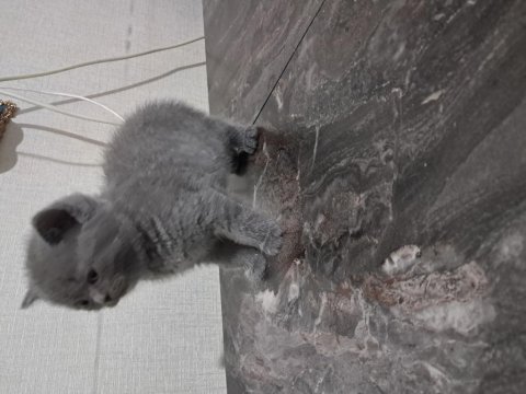 Yavru kedilerimizi sahiplendirme