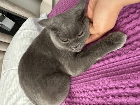British shorthair macuna aile olmak ister misiniz