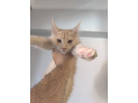 Şecereli maine coon yavruları dişi 3 aylık
