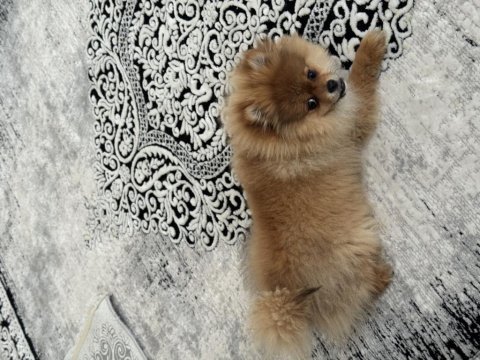 Pomeranian boo köpeği