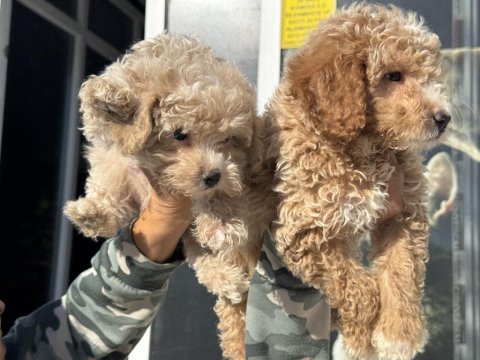 Ankaranın  en seçkin maltipoo yavruları