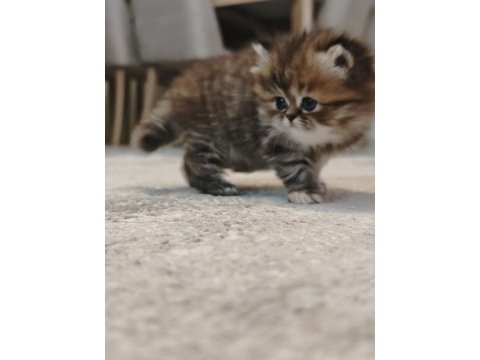İran persian