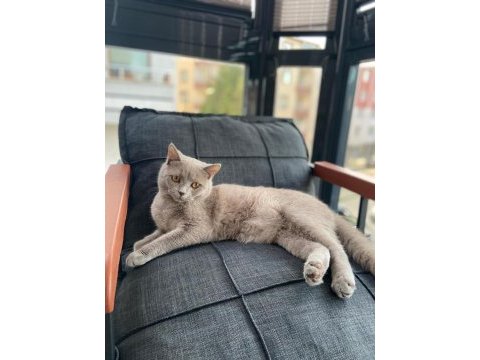 Sahiplendirilecek british shorthair kedimiz