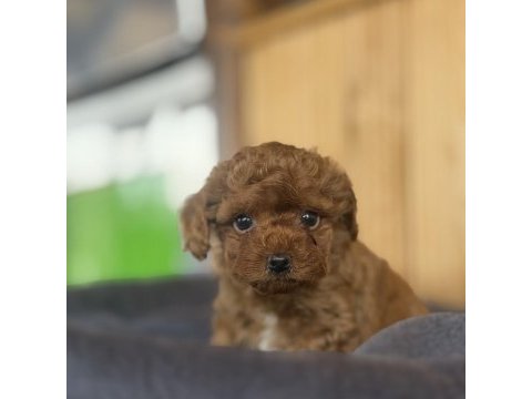 Show kalite poodle yavrularımız