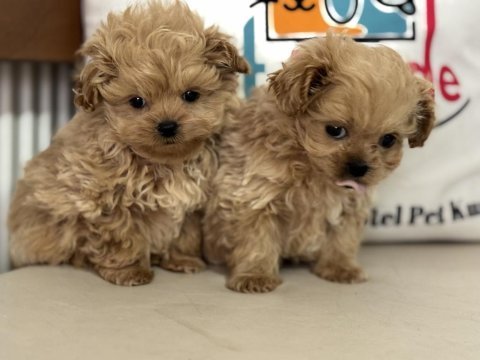 Wc eğitimli aşılı pasaportlu maltipoo yavrularımız