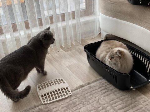 07.04.2023 doğumlu british shorthair yavrular