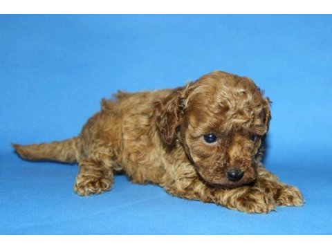 Tea cup toy poodle yavru