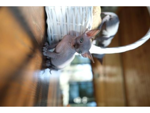 2 aylık 1 dişi 1 erkek orjinal canadian sphynx