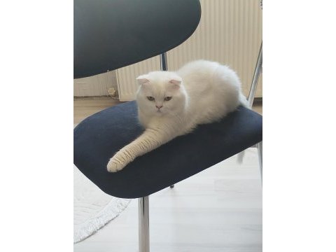 Beyaz scottish fold erkek
