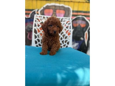 Ömürlük poodle yol arkadaşı