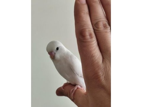 Yeni yeme düşen albino yavru muhabbet kuşu