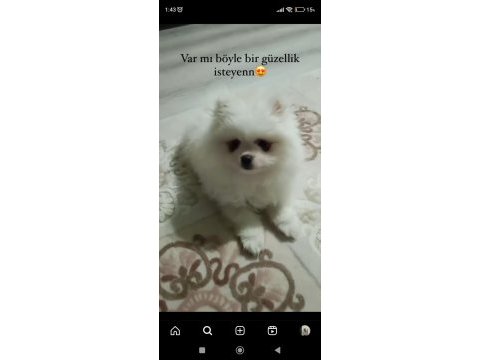 Pomeranian yavrumuuz