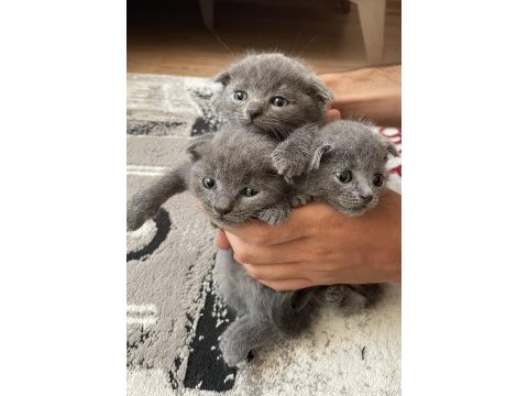 Güzeller güzeli yavrularımız scottish fold