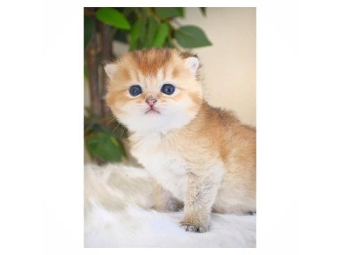 Muhteşem golden british shorthair yavruları