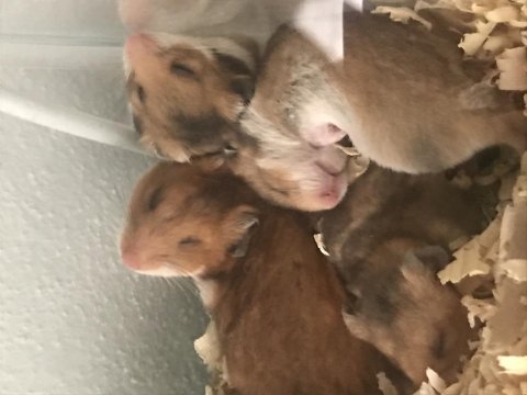 1 paket yem karşılığı hamster ücret talep edilmez