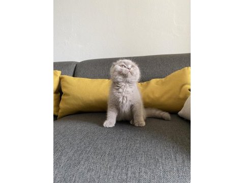 Lilac scottish fold cinsi yavrumuza aile arıyoruz