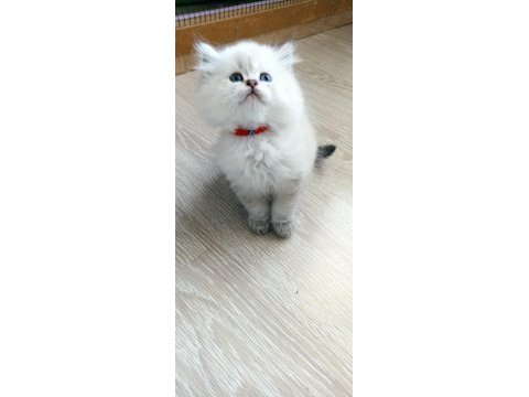 British longhair ve shorthair ırk garantili yavrular