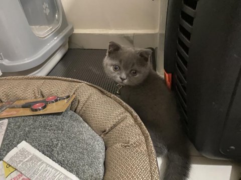 2 buçuk aylık miniklerim scottish fold