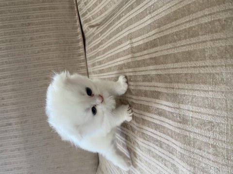 Scottish fold yavrular