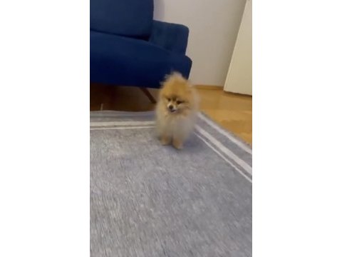 Erkek eğitimli pomeranian boo