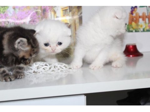 Rezerveye hazır güzel scottish fold yavrularım