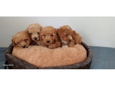 Maltipoo yavru