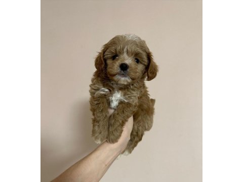 Evinize neşe katacak maltipoo yavruları