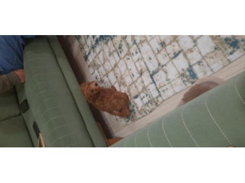 Maltipoo köpeğimi veriyorum daha yeni aldık