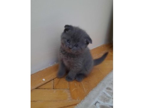 Yavru kedi tatlı scottish fold