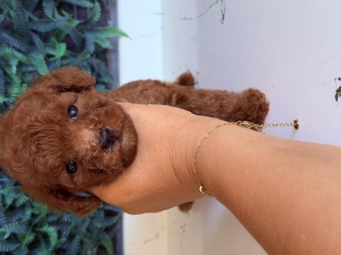 Sakarya toy poodle