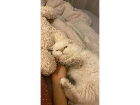 British longhair 8 aylık dişi