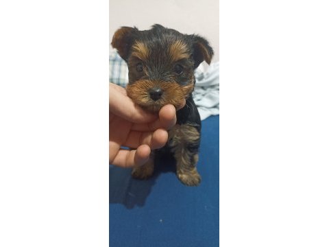 Yorkshire terrier bebeklerimiz sahiplendirilecektir