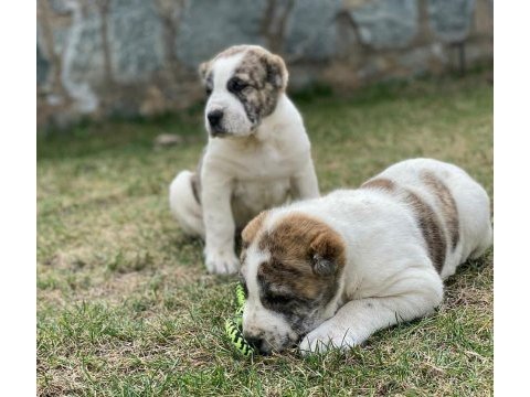 Türkiyenin en güzel alabai yavruları