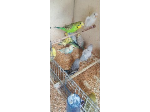 Yavru alıştırmalık muhabbet kuşları