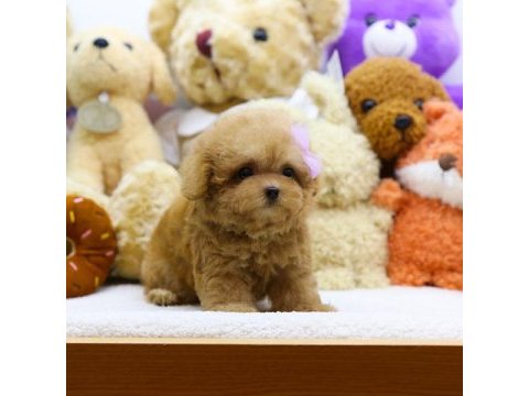 Gulen bebek yuz maltipoo bebeklerim