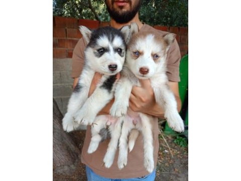 Orjinal husky