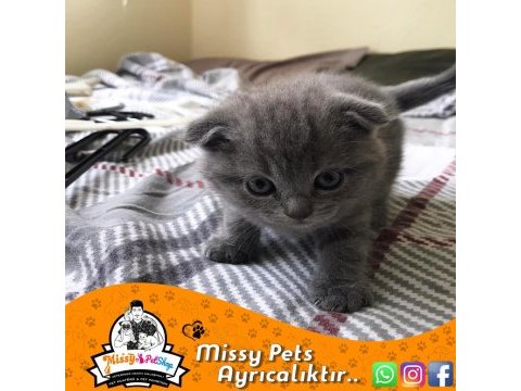 Blue scottish fold yavrularımız